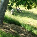 phoca_thumb_m_za zvtky 20 Fotogalerie